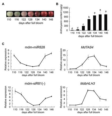 mdm-miR828 Participates in the Feedback Loop to Regulate Anthocyanin Accumulation in Apple Peel